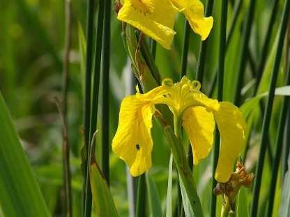 Les Plantes de Brière : Tout ce que vous devez savoir