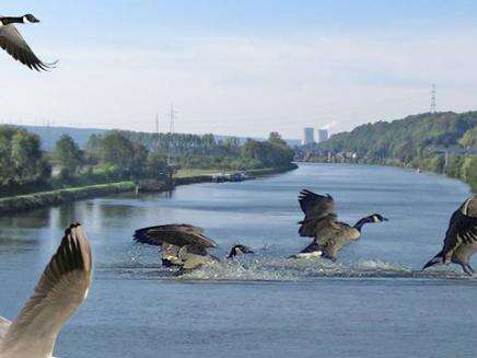 Balade - Les oiseaux du bord de Meuse
