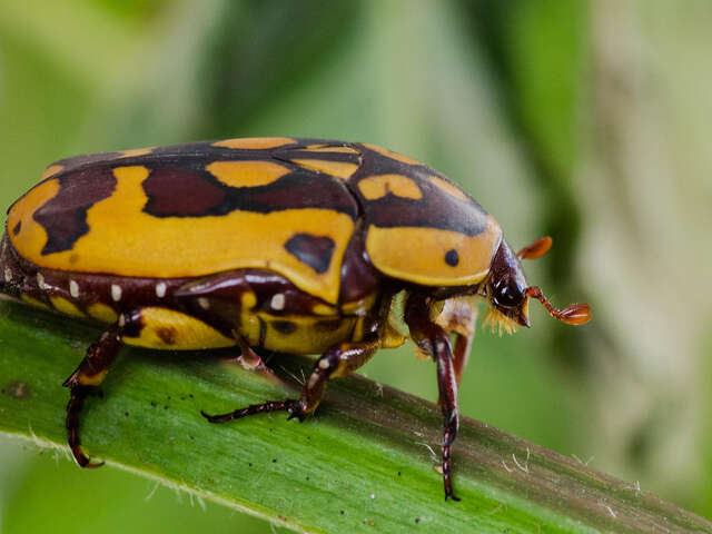 Hexapoda – Insectarium Jean Leclercq