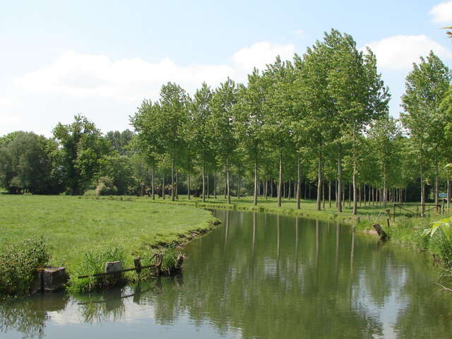 Chasse au trésor Totemus - Le Saule et la Rainette