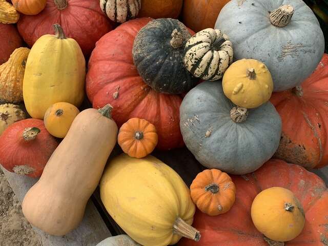 Fête de la courge