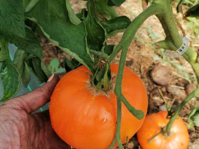 Micro-ferme Globe-troterre