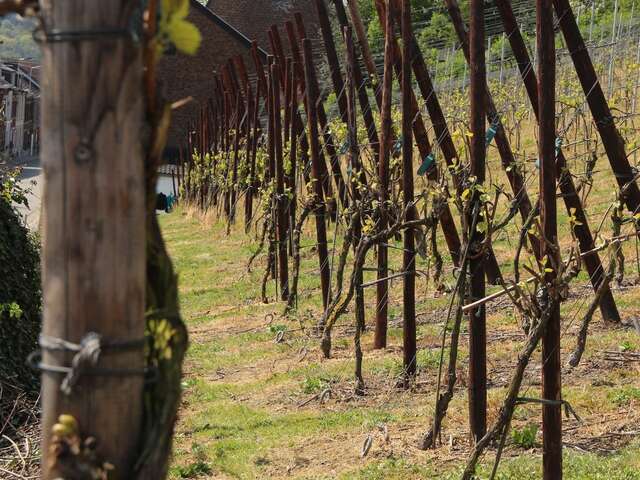 Apéro dans les vignes : vignoble des Hautes Vignes