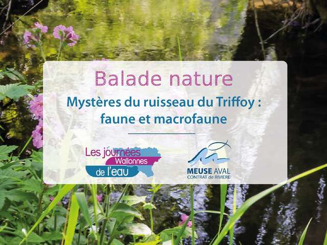 Mystères du ruisseau du Triffoy : faune et macrofaune