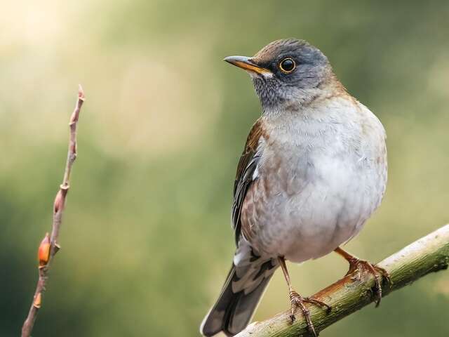 Aube des oiseaux