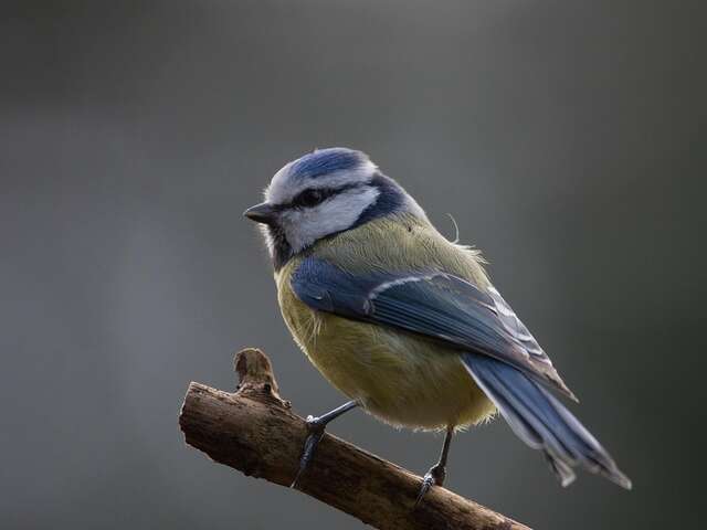 Aube des oiseaux -- Hannut