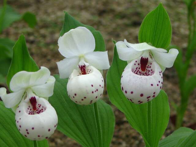 Orchidées de Jardin - Portes Ouvertes chez Phytesia
