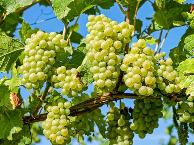 Vignobles d'exception