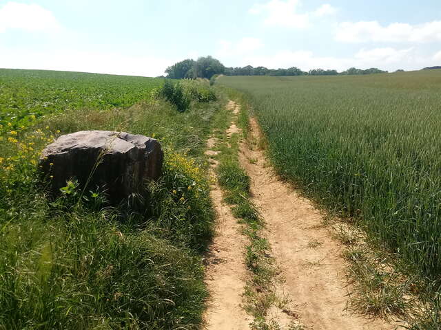 Marche dans la campagne wanzoise