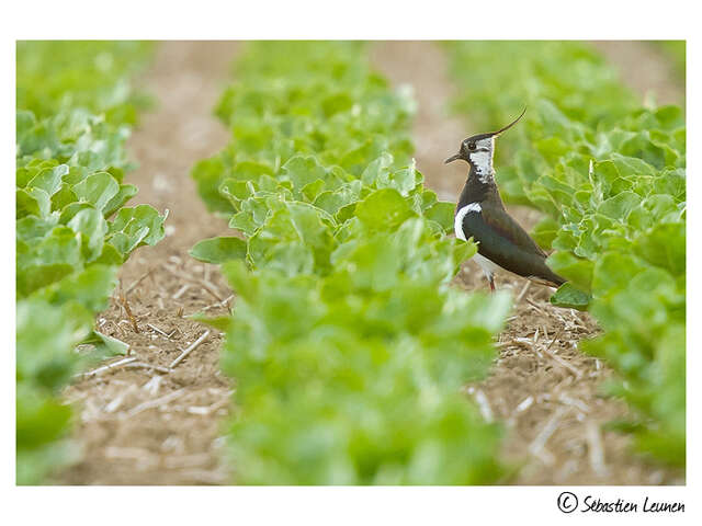 Balade guidée « oiseaux migrateurs dans la plaine agricole »