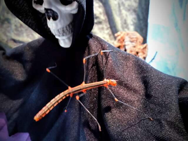 Halloween à Hexapoda