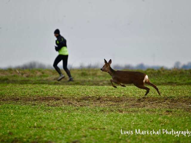Trail des Chevreuils