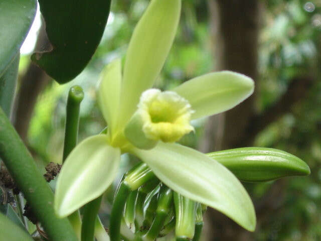 Plantation Vanilla Bourbon