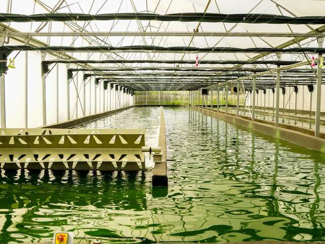 Spirupep's - Ferme de Production de Spiruline