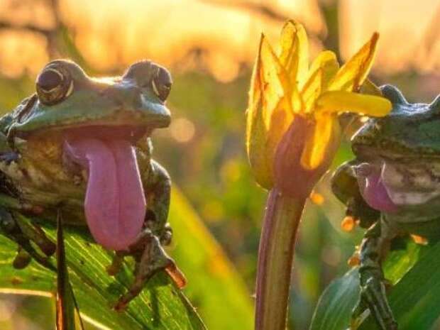 ATELIER | C'est la fête à la Grenouille (3-5ans)