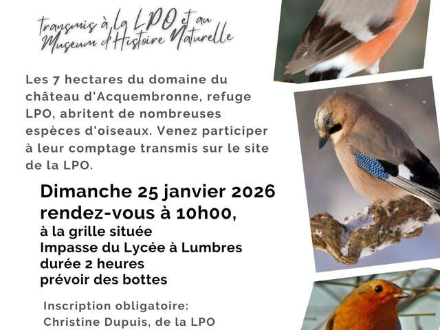 ATELIER | Comptage national des oiseaux des jardins avec la LPO