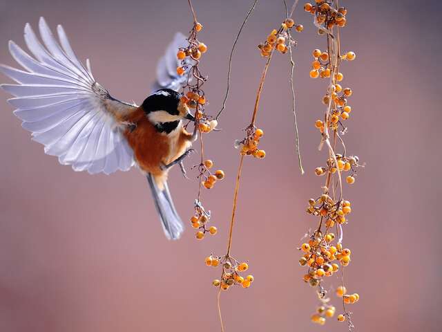 Sortie nature - Chants d'oiseaux au bois