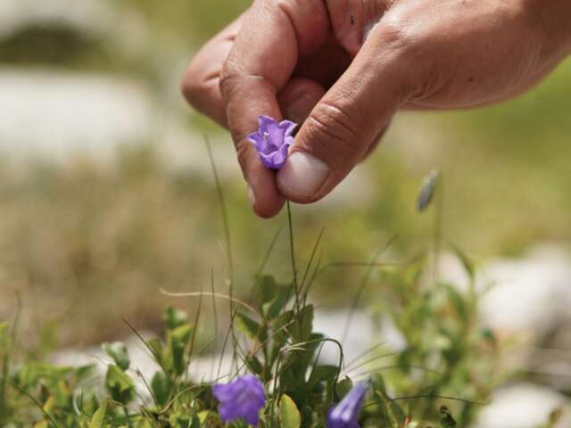 Plants and cooking workshop - Wacohe
