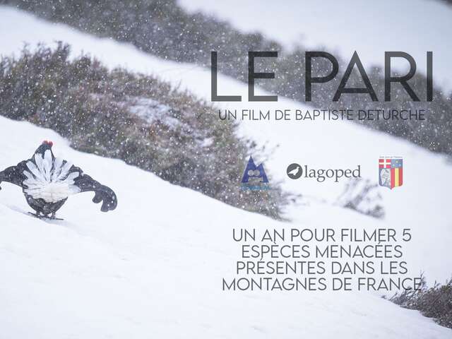Le pari, cinq oiseaux de nos montagnes