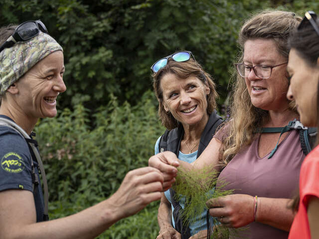 Plantes sauvages comestibles et médicinales : stage