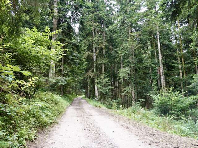Découverte de la forêt