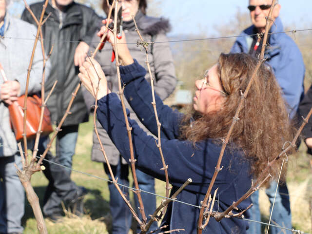 Visite et dégustation autour de la taille de la vigne