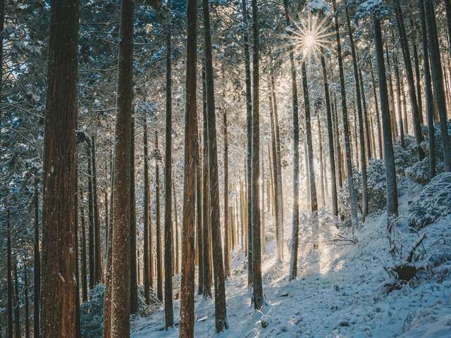 Bain de forêt, shinrin yoku