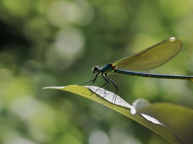 Sortie à la découverte des libellules et Cie