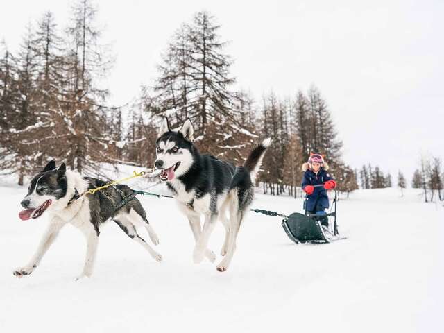 Chiens de traineaux 