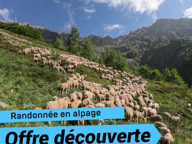 Offre découverte : Rencontres en alpage à Chaillol