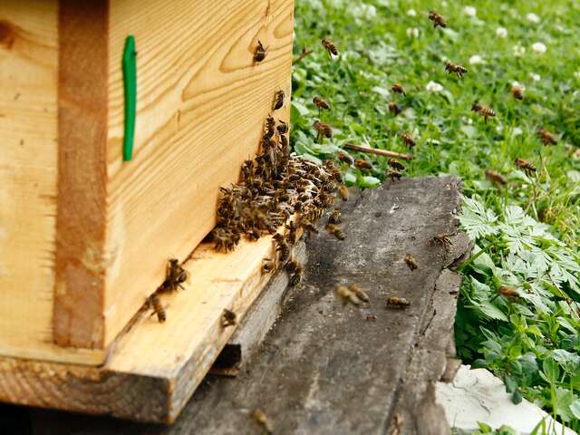 Visite d'un rucher