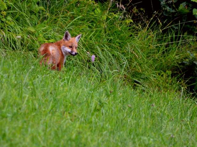 Activité montagne enfant 4-7 ans : Détective Renard