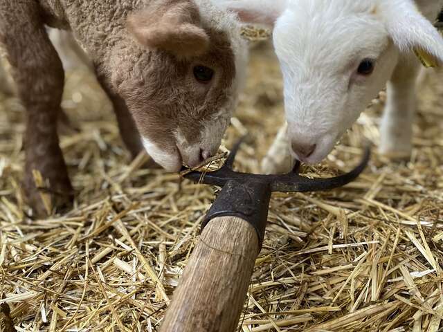 Ferme pédagogique La Maison des Bêtes à laine