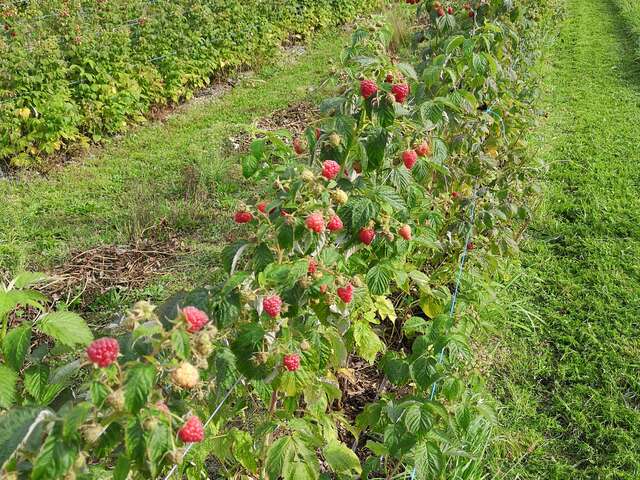 Les petits fruits du Lignon