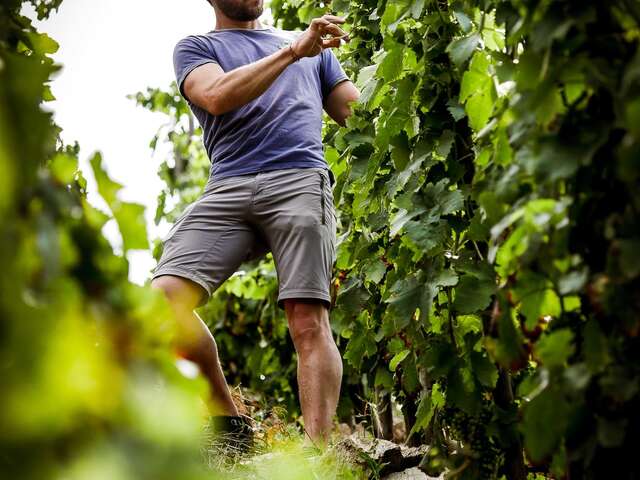 Domaine des Pierres Sèches