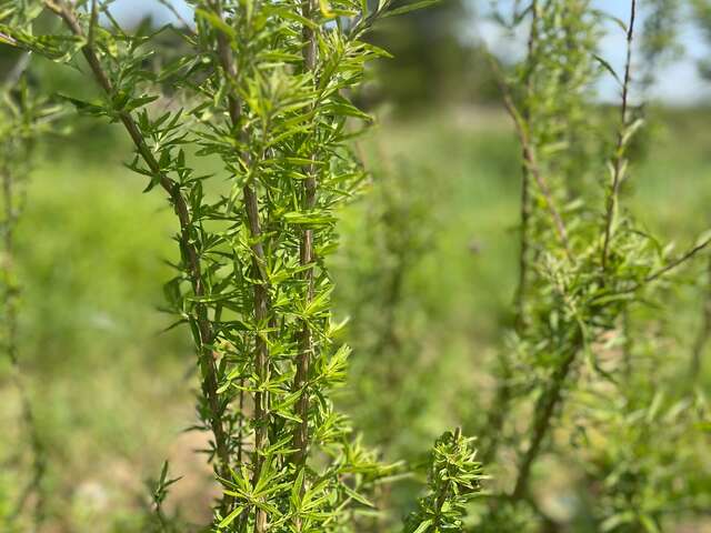 Découvrez un jardin bio de fleurs comestibles et plantes aromatiques