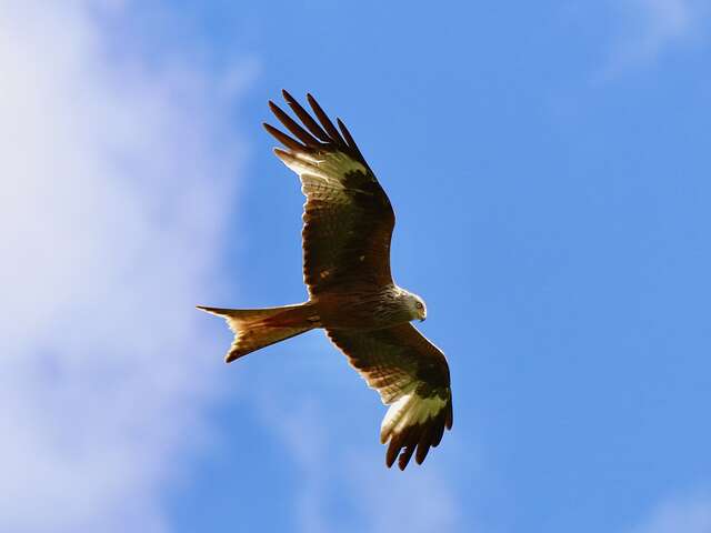Animation nature : Rapaces, rois des airs