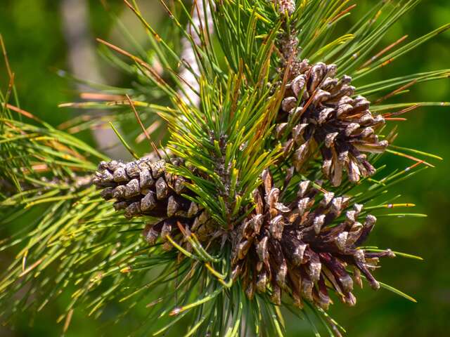 Parcours motricité en forêt