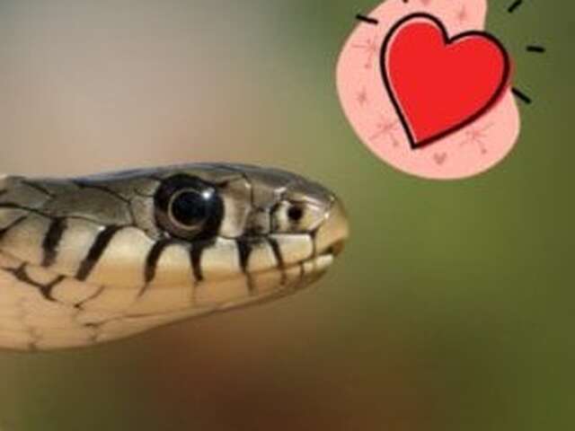 Atelier : Ssssserpent ! (4-7 ans) - Maison du Marais de Lavours