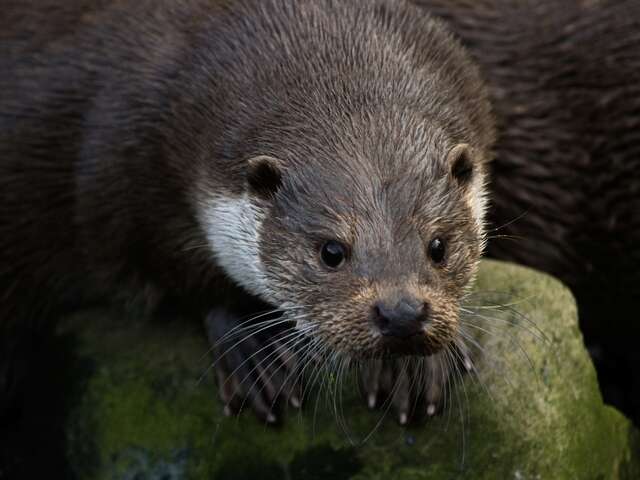 La loutre… en toute intimité !