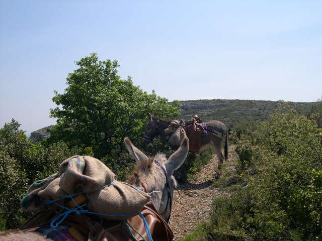 Balades avec les ânes de la Font de Mai