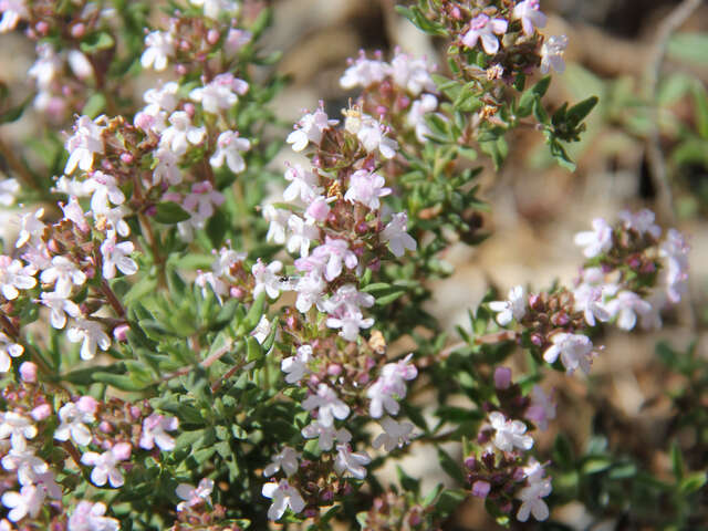 Balade découverte des plantes et de la tisane - 1/2 journée