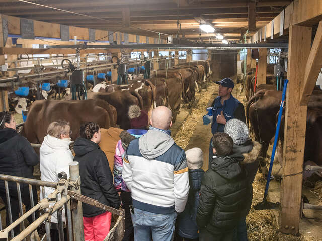 Visite à la ferme et traite des vaches