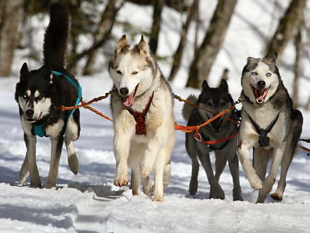 Balade en chiens de traineau sur le Plateau de Retord avec Rêve Nordique