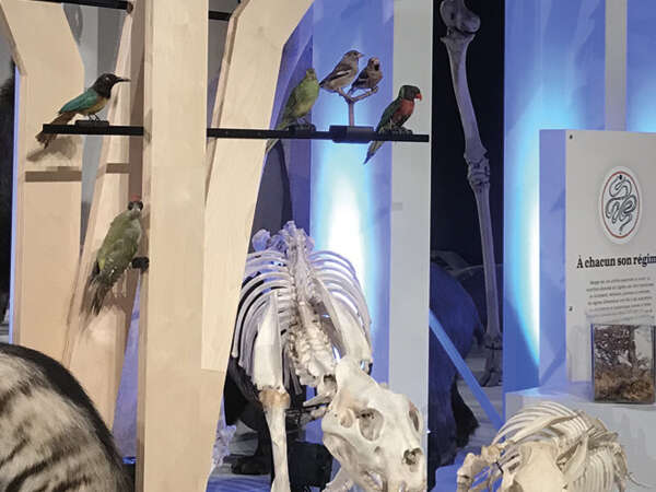 Safaris racontés au Muséum