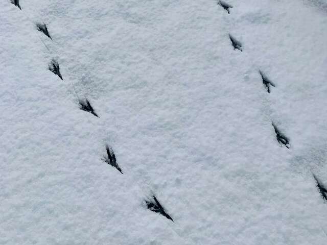 Raquettes et Oiseaux