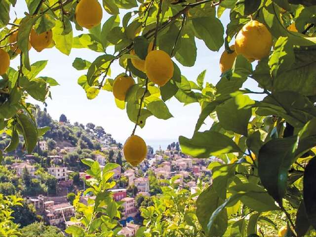 91ème Fête du Citron® - Randonnée du Citron