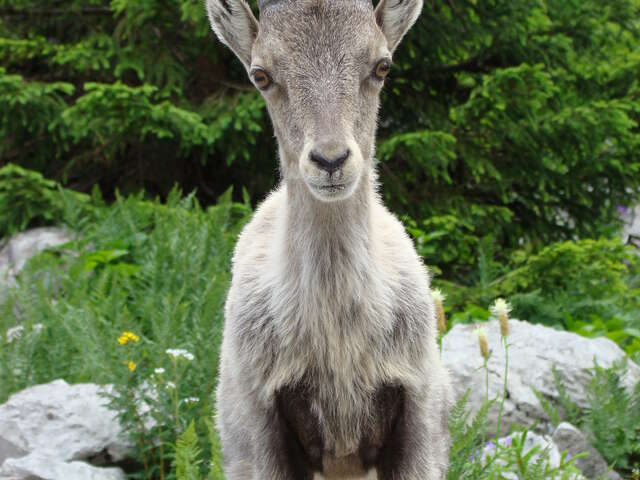 L'incroyable histoire du bouquetin