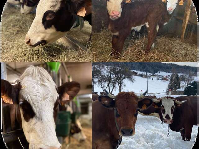 "GAEC Val Mont-Blanc" - Milking cows