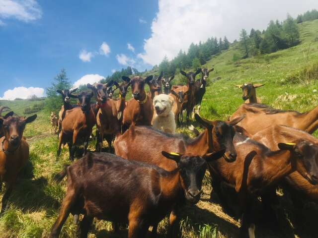 La Ferme de Mlle Clémence